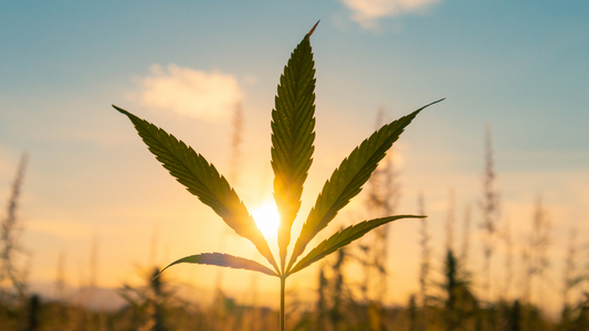 Bio und nachhaltiger Cannabisanbau: Eine umweltbewusste Wahl mit Farmer World